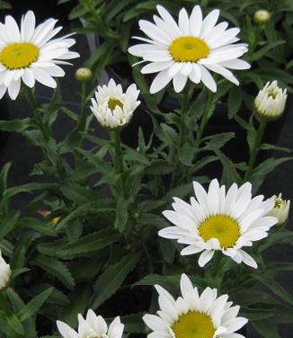 Leucanthemum x superbum 'Snowcap' - Shasta Daisy