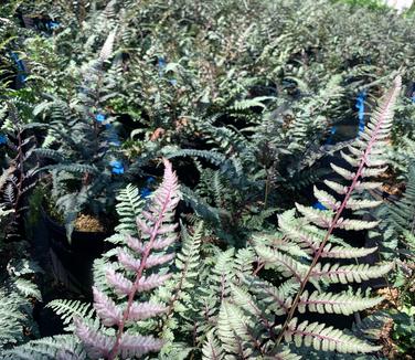 Athyrium nipponicum Regal Red (@ Maine Bot Garden)