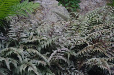 Athyrium nipponicum Regal Red (@ Maine Bot Garden)