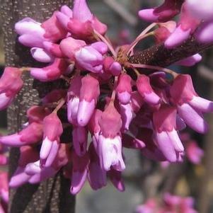 Cercis canadensis 