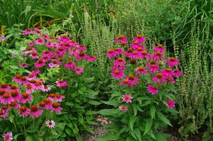 Echinacea purpurea 'PowWow Wildberry'