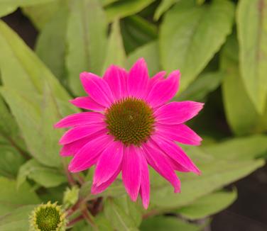 Echinacea purpurea 'PowWow Wildberry'