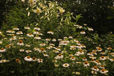 Echinacea purpurea PowWow White - Purple Coneflower