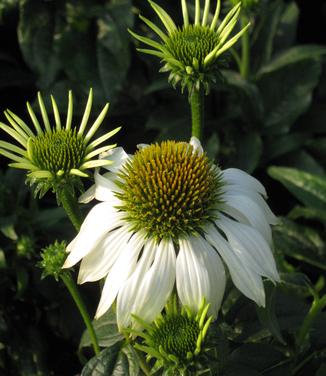 Echinacea purpurea PowWow White - Purple Coneflower 