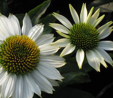 Echinacea purpurea PowWow White - Purple Coneflower 