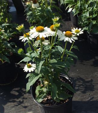 Echinacea purpurea PowWow White