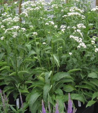 Parthenium integrifolium