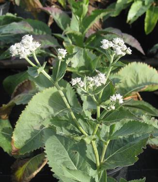 Parthenium integrifolium - Wild Quinine