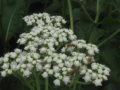 Parthenium integrifolium - Wild Quinine