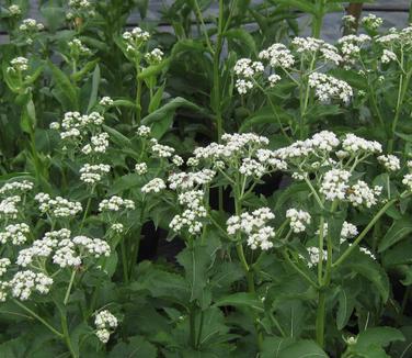 Parthenium integrifolium - Wild Quinine