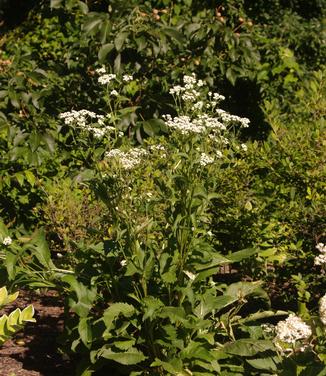 Parthenium integrifolium - Wild Quinine