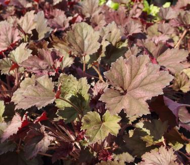 Heuchera x Frosted Violet