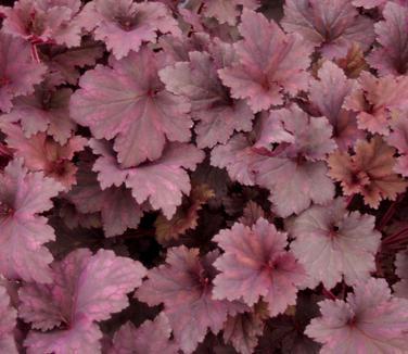 Heuchera x 'Frosted Violet'