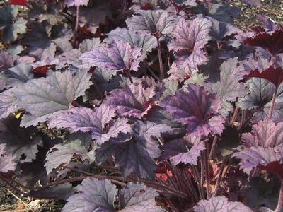 Heuchera x Frosted Violet @ Mt Cuba