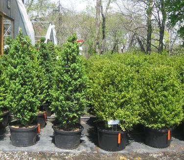 Buxus sempervirens Fastigiata (on left) next to straight Buxus sempervirens