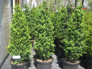 Buxus sempervirens Fastigiata