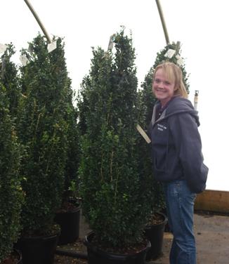 Buxus sempervirens Fastigiata (@ Rosalind)