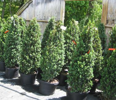 Buxus sempervirens Fastigiata (on left) next to straight Buxus sempervirens