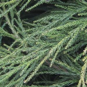 Cryptomeria japonica Radicans