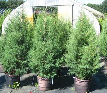 Juniperus virginiana