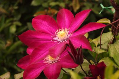 Clematis Bourbon