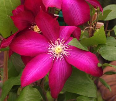 Clematis Bourbon