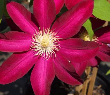 Clematis Bourbon