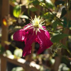 Clematis viticella Madame Julia Correvon