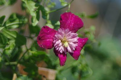 Clematis Avant-Garde