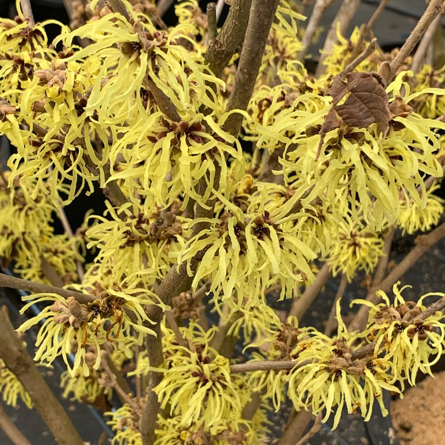 Hamamelis x intermedia 'Sunburst' - Witchhazel