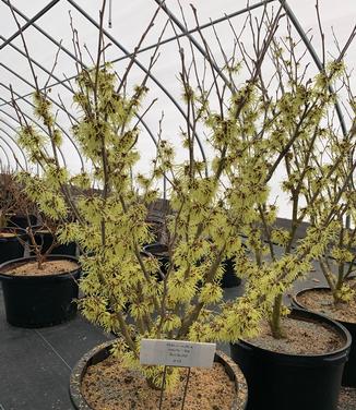 Hamamelis x intermedia 'Sunburst' - Witchhazel from Pleasant Run Nursery