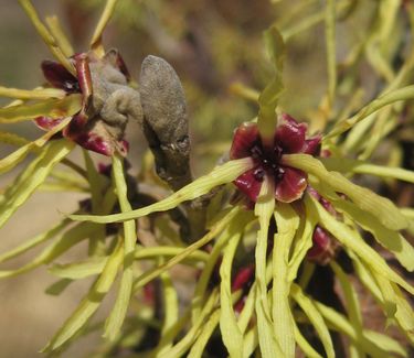 Hamamelis x intermedia 'Sunburst'