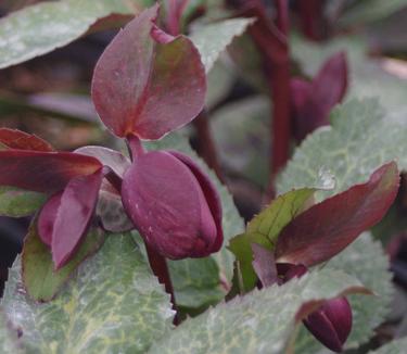 Helleborus x hybridus Anna's Red