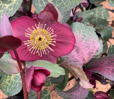 Helleborus x 'Frostkiss 'Anna's Red'' - Lenten Rose from Pleasant Run Nursery