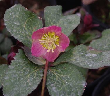 Helleborus x hybridus Anna's Red