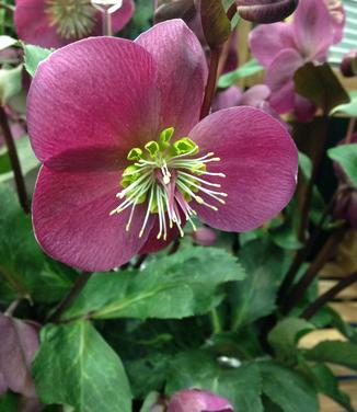 Helleborus x hybridus Anna's Red 