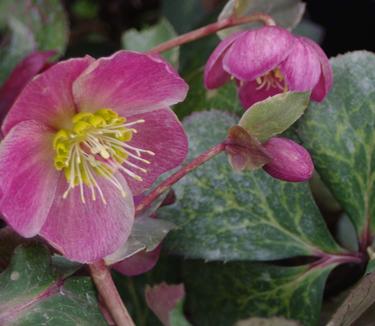 Helleborus x hybridus Anna's Red