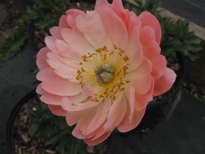 Paeonia Coral Sunset 