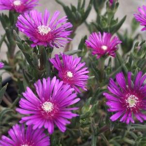 Delosperma cooperi 