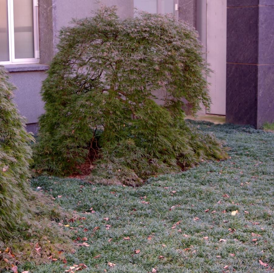 Ophiopogon japonicus Nana (@ Scott Arb)