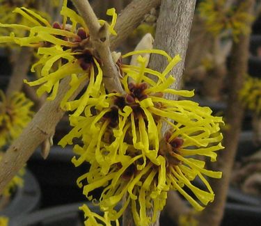 Hamamelis 'Wisley Supreme' - Chinese Witchhazel