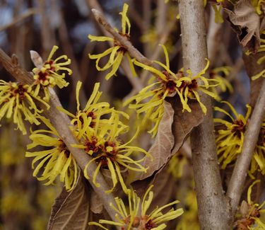 Hamamelis 'Wisley Supreme' - Chinese Witchhazel