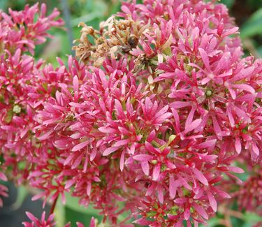 Heptacodium miconioides - Seven-Son Flower- Red calyxes (Oct)