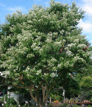 Heptacodium miconioides - Seven-Son Flower