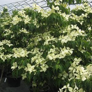 Cornus kousa Greensleeves