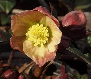 Helleborus x ballardiae Merlin