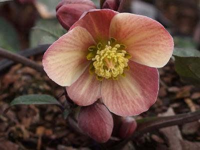 Helleborus x ballardiae Merlin