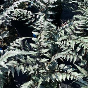 Athyrium nipponicum Pictum Godzilla