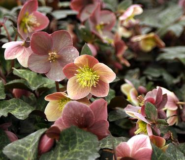 Helleborus x ballardiae Merlin 