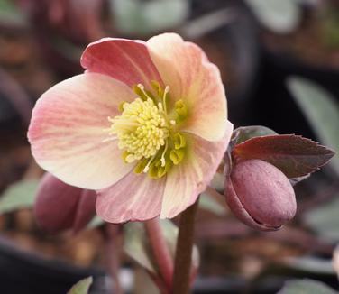 Helleborus x ballardiae Merlin